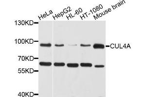 Western blot analysis of extracts of various cell lines, using CUL4A antibody (ABIN5971488) at 1/1000 dilution. (Cullin 4A Antikörper)
