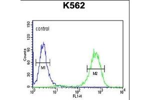 C Antibody (Center) (ABIN650957 and ABIN2840010) flow cytometric analysis of K562 cells (right histogram) compared to a negative control cell (left histogram). (CTC1 Antikörper  (AA 767-795))