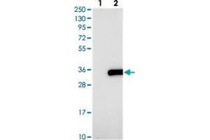 Western blot analysis of Lane 1: Negative control (vector only transfected HEK293T lysate), Lane 2: Over-expression Lysate (Co-expressed with a C-terminal myc-DDK tag (~3. (CXorf56 Antikörper)