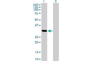 Western Blot analysis of CDCA5 expression in transfected 293T cell line by CDCA5 MaxPab polyclonal antibody.