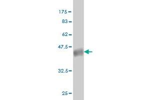 Western Blot detection against Immunogen (36. (CLK3 Antikörper  (AA 36-136))