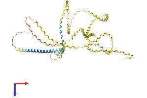 COL23A1 Protein (AA 1-540) (His tag)