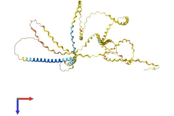 COL23A1 Protein (AA 1-540) (His tag)