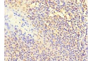Immunohistochemistry of paraffin-embedded human tonsil tissue using ABIN7150223 at dilution of 1:100 (POLB Antikörper  (AA 1-300))