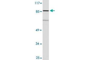 Western blot analysis of COLO 205 cell lysate with OR10R2 polyclonal antibody . (OR10R2 Antikörper)