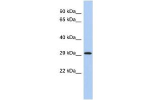 WB Suggested Anti-YWHAE Antibody Titration:  0. (YWHAE Antikörper  (Middle Region))