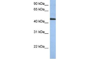 WB Suggested Anti-ZNF766 Antibody Titration:  0. (ZNF766 Antikörper  (N-Term))