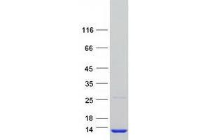 Western Blotting (WB) image for ATP Synthase, H+ Transporting, Mitochondrial F0 Complex, Subunit F6 (ATP5J) (Transcript Variant 3) protein (Myc-DYKDDDDK Tag) (ABIN2715071)