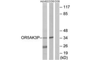 Western blot analysis of extracts from HuvEc/COS7 cells, using OR5AK3P Antibody.
