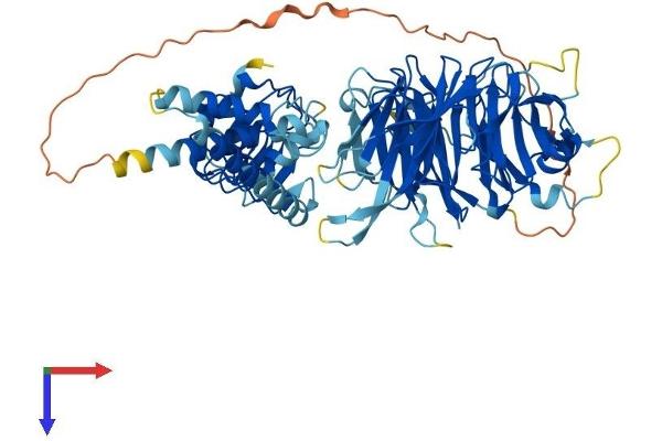 LRWD1 Protein (AA 1-647) (His tag)