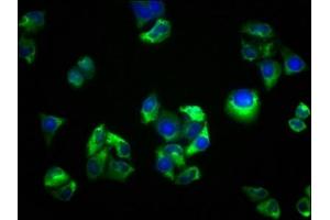 Immunofluorescence staining of Hela cells with ABIN7168815 at 1:33, counter-stained with DAPI.