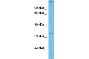 Host:  Mouse  Target Name:  DLX5  Sample Tissue:  Mouse Skeletal Muscle  Antibody Dilution:  1ug/ml (DLX5 Antikörper  (Middle Region))