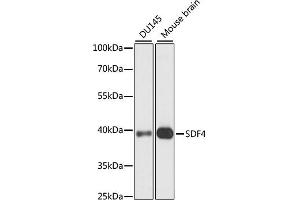 Western blot analysis of extracts of various cell lines, using SDF4 antibody (ABIN7270606) at 1:1000 dilution. (SDF4 Antikörper  (AA 37-200))