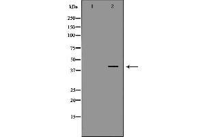 Western blot analysis of MCF7 cell lysate, using DAO Antibody. (D Amino Acid Oxidase Antikörper  (C-Term))