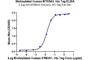 ELISA image for Butyrophilin, Subfamily 3, Member A1 (BTN3A1) (AA 30-254) protein (His-Avi Tag,Biotin) (ABIN7274009)