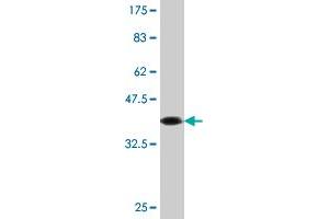 Caspase 10 Antikörper  (AA 1-110)