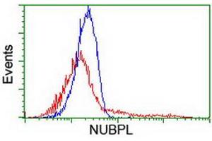 HEK293T cells transfected with either RC204385 overexpress plasmid (Red) or empty vector control plasmid (Blue) were immunostained by anti-NUBPL antibody (ABIN2455166), and then analyzed by flow cytometry. (NUBPL Antikörper  (AA 1-250))