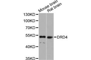 Western blot analysis of extracts of various cell lines, using DRD4 antibody (ABIN4903513) at 1:1000 dilution. (DRD4 Antikörper)