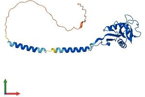 Protein Structure (PS) image for CD209a Antigen (CD209A) (AA 1-238) protein (His tag) (ABIN7560165)
