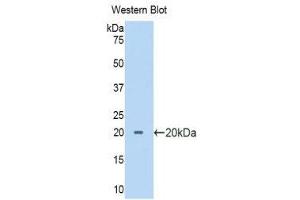 Western Blotting (WB) image for anti-Pancreas Specific Transcription Factor, 1a (PTF1A) (AA 177-328) antibody (ABIN3204964) (PTF1A Antikörper  (AA 177-328))
