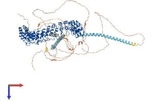 Inversin Protein (INVS) (AA 1-1065) (His tag)