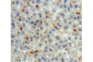 Used in DAB staining on fromalin fixed paraffin-embedded Liver tissue (LPO Antikörper  (AA 244-346))