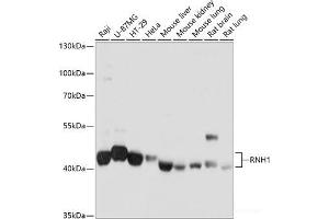 Western blot analysis of extracts of various cell lines using RNH1 Polyclonal Antibody at dilution of 1:1000. (RNH1 Antikörper)