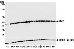 Western Blotting (WB) image for anti-BMI1 Polycomb Ring Finger Oncogene (BMI1) (AA 276-326) antibody (ABIN7454773)