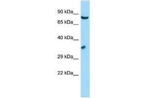 WB Suggested Anti-GSPT1 Antibody Titration: 1. (GSPT1 Antikörper  (N-Term))