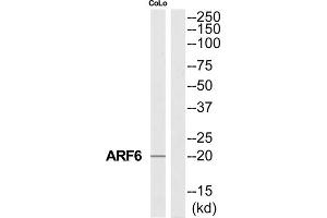 Western Blotting (WB) image for anti-ADP-Ribosylation Factor 6 (ARF6) (Internal Region) antibody (ABIN1850705) (ARF6 Antikörper  (Internal Region))