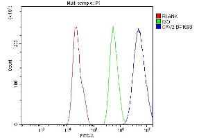 Flow Cytometry analysis of A549 cells using anti-Caveolin-2 antibody (ABIN3043749).