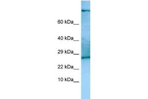 Host: Rabbit Target Name: Tsc22d2 Antibody Dilution: 1. (TSC22D2 Antikörper  (C-Term))
