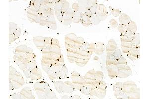 ABIN7093264 and ABIN7097283 at 1/100 staining Mouse muscle tissue by IHC-P. (RUNX1 Antikörper  (pSer435))