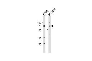TP73 Antibody (Center) (ABIN652829 and ABIN2842541) western blot analysis in K562 cell line and mouse brain tissue lysates (35 μg/lane).