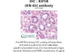 Image no. 1 for anti-Kinesin Family Member 5B (KIF5B) antibody (ABIN1724174) (KIF5B Antikörper)