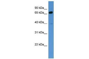 Dnaja1 antibody used at 0. (DNAJA1 Antikörper  (N-Term))