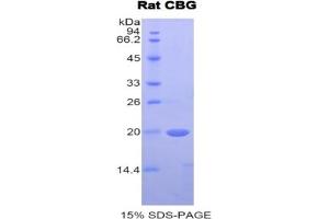 SDS-PAGE of Protein Standard from the Kit  (Highly purified E.