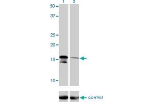 Western blot analysis of AGTRAP over-expressed 293 cell line, cotransfected with AGTRAP Validated Chimera RNAi (Lane 2) or non-transfected control (Lane 1).