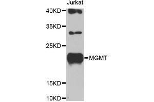 Western blot analysis of extracts of Jurkat cells, using MGMT antibody (ABIN5969984) at 1/1000 dilution. (MGMT Antikörper)