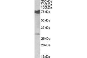 Western Blotting (WB) image for anti-Nicotinamide Nucleotide Adenylyltransferase 3 (NMNAT3) (Internal Region) antibody (ABIN2464444) (NMNAT3 Antikörper  (Internal Region))
