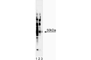 Western blot analysis of IRF-3. (IRF3 Antikörper  (AA 56-427))