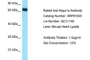 Western Blotting (WB) image for anti-Heat Shock 70kDa Protein 1A (HSPA1A) (N-Term) antibody (ABIN2788649) (HSP70 1A Antikörper  (N-Term))