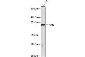 Western blot analysis of extracts of 22Rv1 cells, using PIM1 antibody (ABIN7269375) at 1:1000 dilution. (PIM1 Antikörper)
