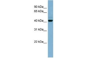WB Suggested Anti-C1orf102 Antibody Titration: 0. (OSCP1 Antikörper  (N-Term))