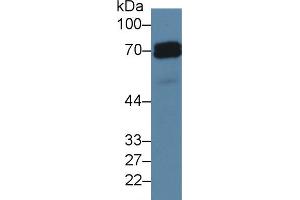 Western Blot; Sample: Human Hela cell lysate; Primary Ab: 5µg/ml Rabbit Anti-Rat ALPP Antibody Second Ab: 0. (PLAP Antikörper  (AA 68-313))