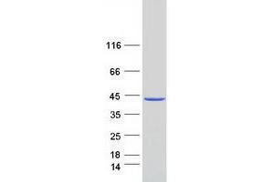Validation with Western Blot (MAT2B Protein (Transcript Variant 1) (Myc-DYKDDDDK Tag))