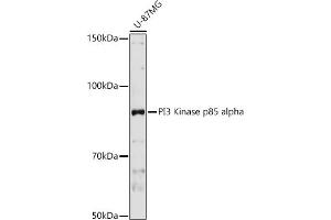 Western blot analysis of extracts of U-87MG cells, using PI3 Kinase p85 alpha antibody (ABIN3020624, ABIN3020625, ABIN3020626 and ABIN6213600) at 1:1000 dilution. (PIK3R1 Antikörper  (AA 1-300))
