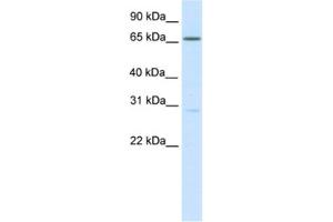 Western Blotting (WB) image for anti-Nuclear Factor of Activated T-Cells 5, Tonicity-Responsive (NFAT5) antibody (ABIN2461534) (NFAT5 Antikörper)