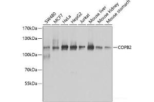 Western blot analysis of extracts of various cell lines using COPB2 Polyclonal Antibody at dilution of 1:1000.