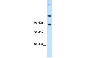 SLC7A4 antibody used at 0. (SLC7A4 Antikörper)